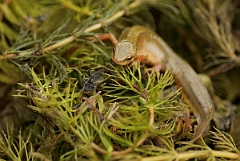 David Plant Photography - Wildlife Photography - Smooth newt - B